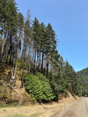 EXPECT DELAYS ON I-5 SOUTH OF CANYONVILLE FOR HAZARD TREE REMOVAL